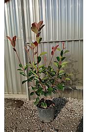 Photinia Serr. Red Robin C3 Lit. 40-60 cm (ZEL)