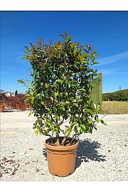 Photinia Serr. Red Robin C30 Lit. 80-100 cm; Špalir (ZEL)