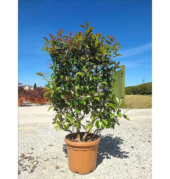 Photinia Serr. Red Robin C30 Lit. 80-100 cm; Špalir
