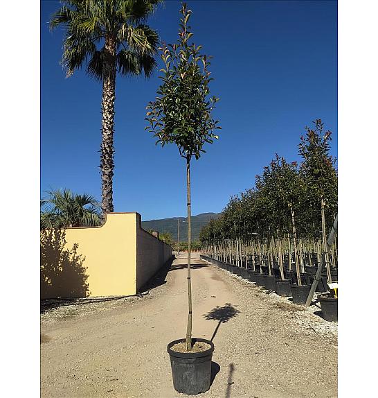 Photinia Serr. Red Robin C33 Lit. Na Steblu 200 cm; 8/10 cm (ZEL)