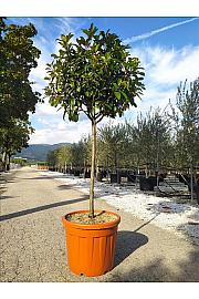Photinia serrulata Red Robin C35 Lit. Na Steblu 100 cm; 10/12 cm