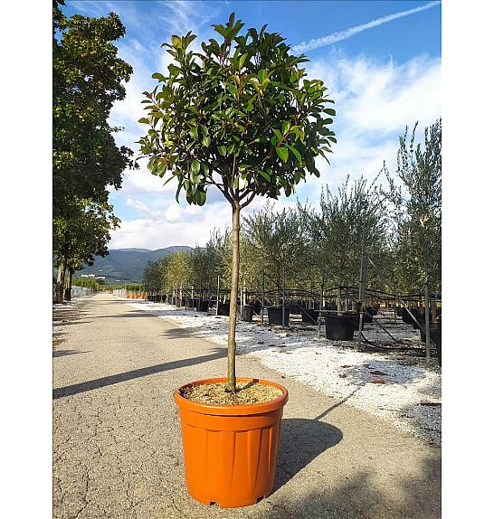Photinia serrulata Red Robin C35 Lit. Na Steblu 100 cm; 10/12 cm
