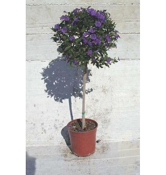 Solanum rantonetti Ø18 Na Steblu 30 cm