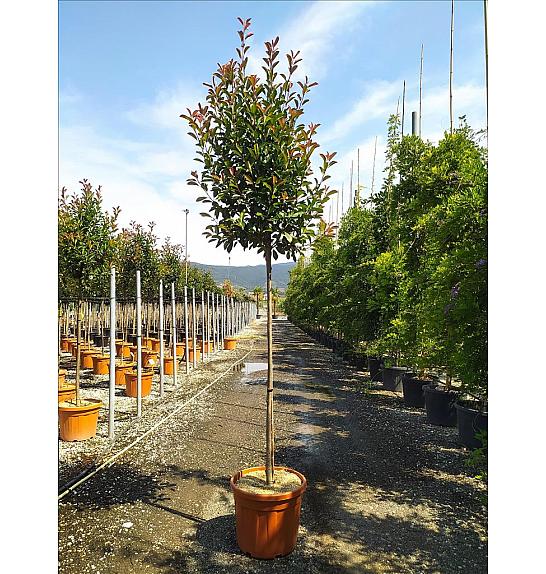 Photinia serrulata Red Robin C35 Lit. Na Steblu 150 cm; 8/10 cm
