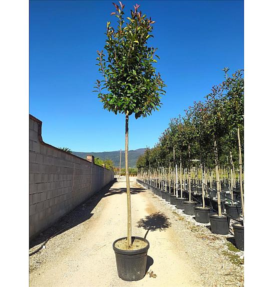 Photinia serrulata Red Robin C35 Lit. Na Steblu 200 cm; 10/12 cm