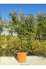 Photinia Serr. Red Robin C45 Lit. 175-200 cm; Špalir