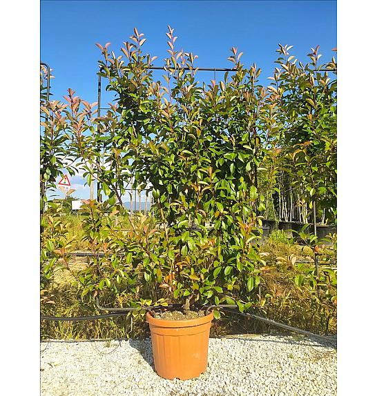 Photinia Serr. Red Robin C45 Lit. 175-200 cm; Špalir