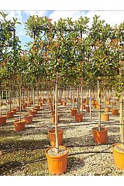 Photinia Serr. Red Robin C45 Lit. Na Steblu 175 cm; 10/12 cm (ZEL)