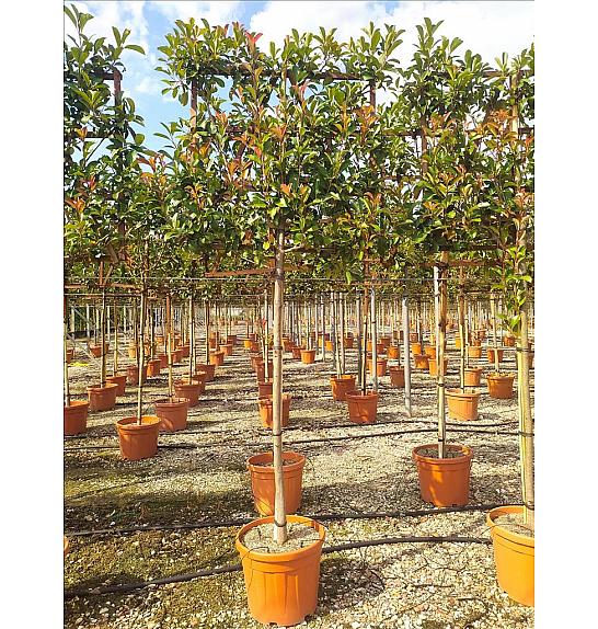 Photinia Serr. Red Robin C45 Lit. Na Steblu 175 cm; 10/12 cm (ZEL)