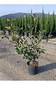 Photinia Serr. Red Robin C5 Lit. 60-80 cm (ZEL)