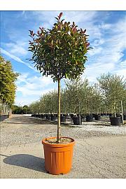 Photinia serrulata Red Robin C50 Lit. Na Steblu 100 cm; 12/14 cm; Krošnja 70-80 cm