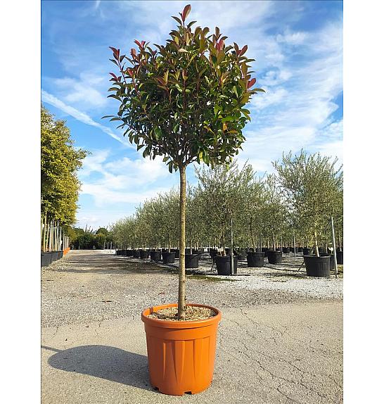 Photinia serrulata Red Robin C50 Lit. Na Steblu 100 cm; 12/14 cm; Krošnja 70-80 cm