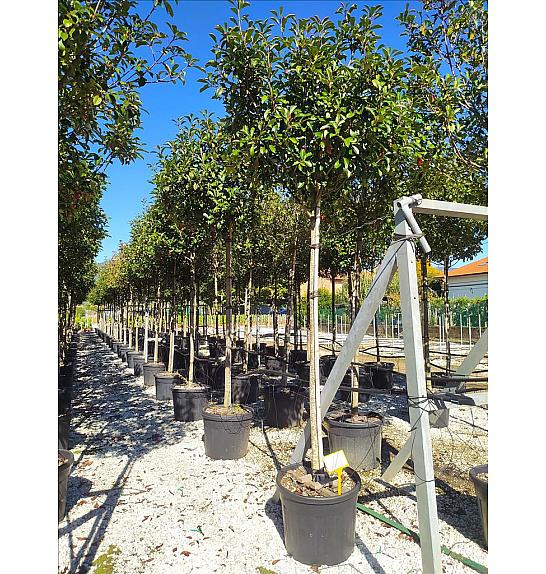 Photinia Serr. Red Robin C50 Lit. Na Steblu 200 cm; 12/14 cm (ZEL)