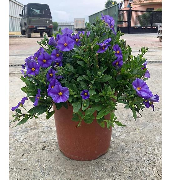 Solanum rantonetti Ø18