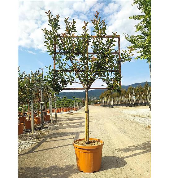 Photinia Serr. Red Robin C55 Lit. Na Steblu 100 cm; 10/12 cm