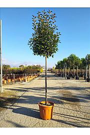 Photinia Serr. Red Robin C55 Lit. Na Steblu 150 cm; 12/14 cm (ZEL)