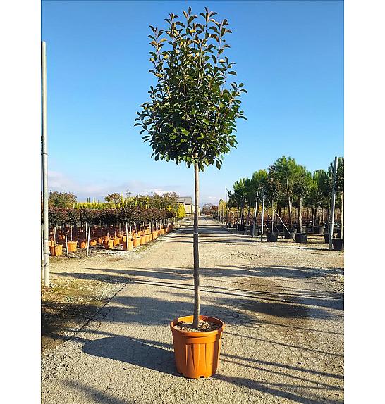 Photinia Serr. Red Robin C55 Lit. Na Steblu 150 cm; 12/14 cm (ZEL)