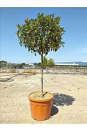 Photinia serrulata Red Robin C80 Lit. Na Steblu 100 cm; 12/14 cm; Krošnja 70-80 cm