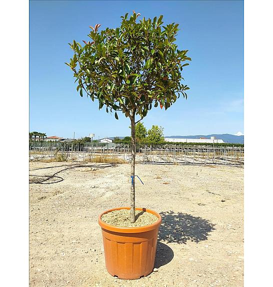 Photinia serrulata Red Robin C80 Lit. Na Steblu 100 cm; 12/14 cm; Krošnja 70-80 cm