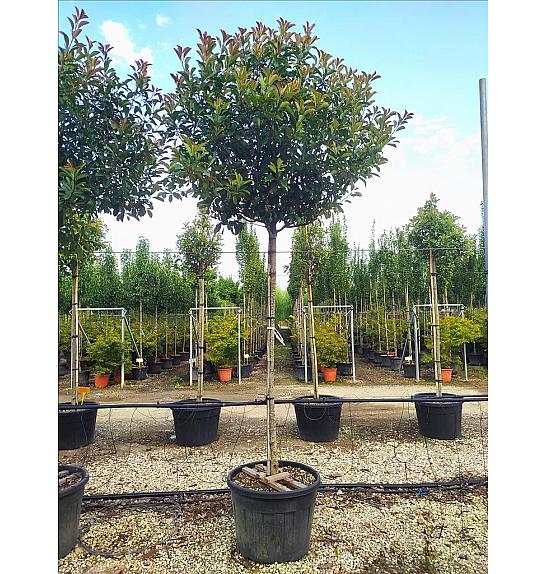 Photinia serrulata Red Robin C90 Lit. Na Steblu 200 cm; 14/16 cm