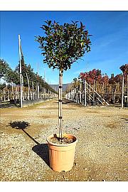 Photinia serrulata Red Robin Compatta C15 Lit. Na Steblu 100 cm; 40/50 cm
