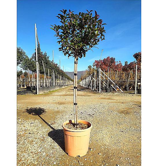Photinia serrulata Red Robin Compatta C15 Lit. Na Steblu 100 cm; 40/50 cm