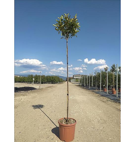 Photinia serrulata Red Robin Compatta C15 Lit. Na Steblu 150 cm; 4/6 cm