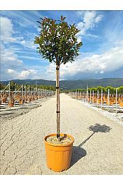 Photinia Serr. Red Robin Compatta C18 Lit. Na Steblu 100 cm; Krošnja 30/40 cm (ZEL)