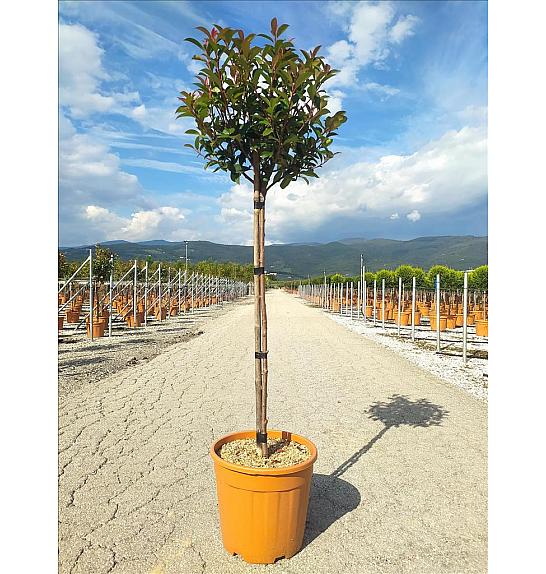 Photinia serrulata Red Robin Compatta C18 Lit. Na Steblu 100 cm; 35/40 cm