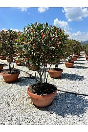 Photinia serrulata Red Robin Compatta Skleda 40 Lit. 100-150 cm