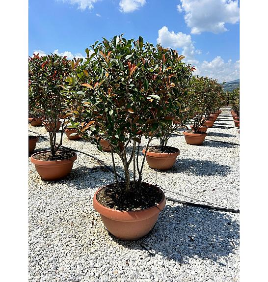 Photinia serrulata Red Robin Compatta Skleda 40 Lit. 100-150 cm