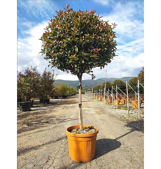 Photinia Serr. Red Robin Compatta C55 Lit. Na Steblu 100 cm; 10/12 cm (ZEL)