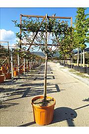 Photinia Serr. Red Robin Compatta C55 Lit. Na Steblu 100 cm; 8/10 cm