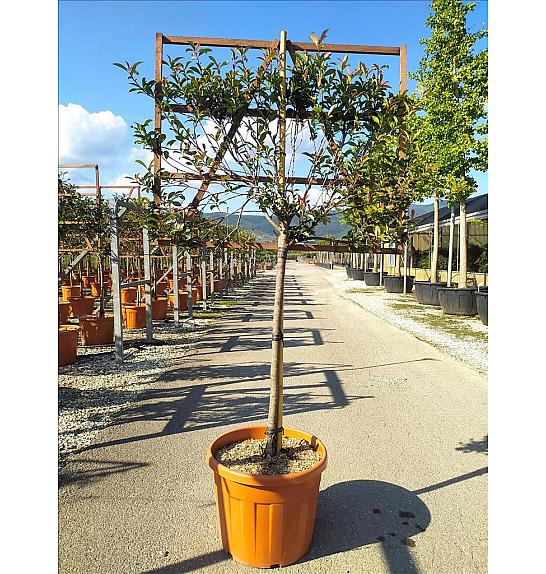 Photinia Serr. Red Robin Compatta C55 Lit. Na Steblu 100 cm; 8/10 cm