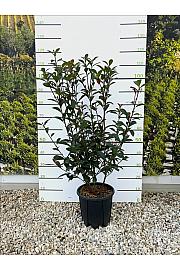 Photinia Serr. Red Robin Compatta C9 Lit. 80-100 cm (ZEL)