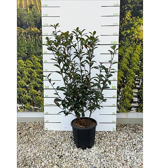 Photinia Serr. Red Robin Compatta C9 Lit. 80-100 cm (ZEL)