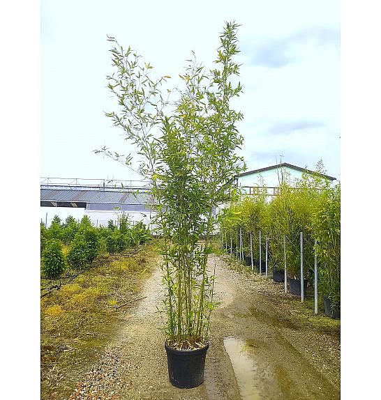 Phyllostachys Aurea C50 Lit. 300-350 cm (ZEL)