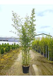 Phyllostachys aurea C50 Lit. 300-350 cm