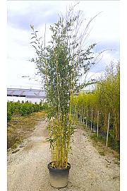 Phyllostachys Aureos. Spectabilis C50 Lit. 300-350 cm (ZEL)