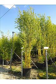 Phyllostachys aureos. Spectabilis C70 Lit. 400-450 cm