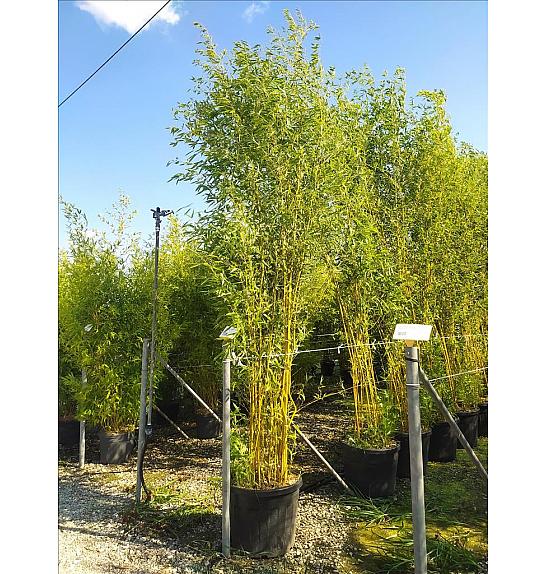 Phyllostachys aureos. Spectabilis C70 Lit. 400-450 cm
