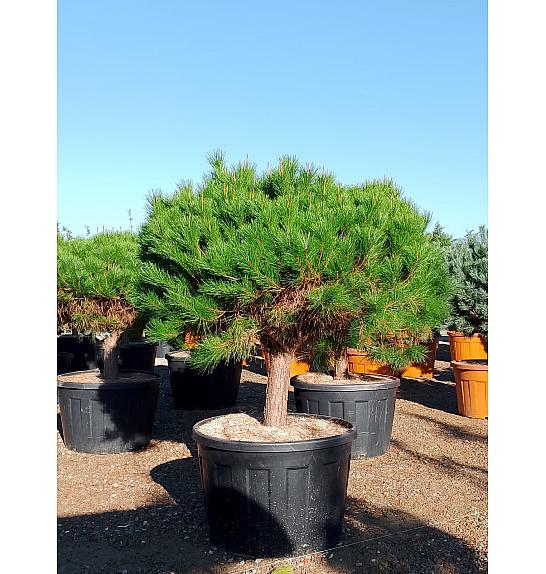 Pinus densiflora Alice Verkade C230 Lit. Na Steblu 50 cm; 30/35 cm; Krošnja 140-160 cm