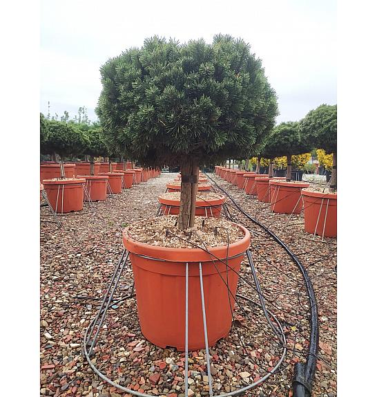 Pinus Mugo Benjamin C55 Lit. Na Steblu 50 cm (ZEL)