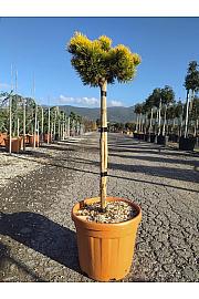 Pinus mugo Carstens Winter Gold C30 Lit. Na Steblu 100 cm; 30/40 cm