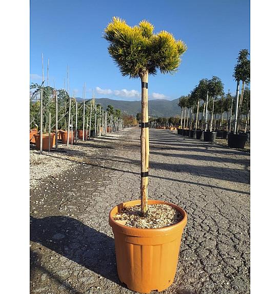 Pinus Mugo Carstens Winter Gold C30 Lit. Na Steblu 100 cm; Krošnja 30/40 cm (ZEL)