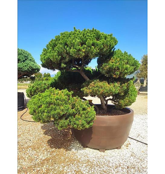 Pinus Mugo Gnom C1250 Lit. 175-200 cm; Krošnja 200/250 cm; Bonsai (ZEL)