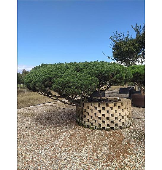 Pinus mugo Mughus C500 Lit. 125-150 cm; Krošnja 300/350 cm