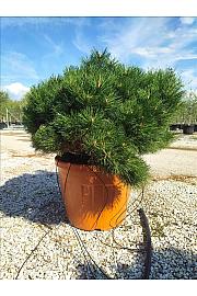 Pinus Nigra Bambino C70 Lit. 80-100 cm; Krošnja 80/100 cm (ZEL)