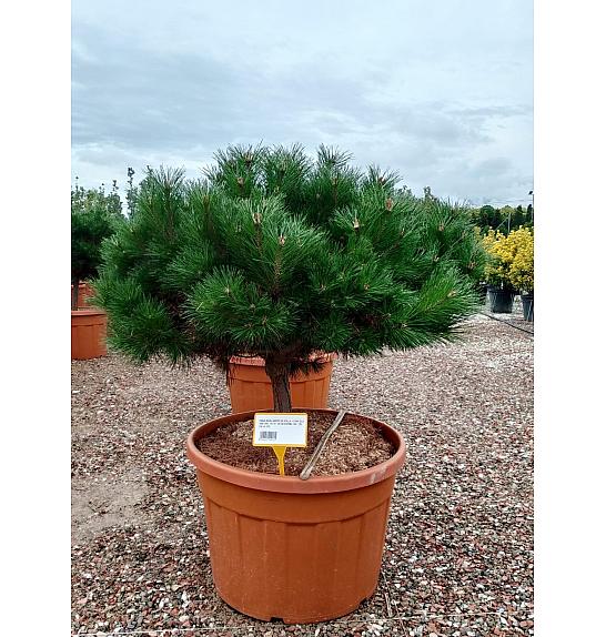 Pinus nigra Brepo (R) C180 Lit. Na Steblu 50 cm; 18/20 cm; Krošnja 100-120 cm