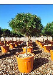 Pinus Nigra Marie Bregeon (R) C70 Lit. Na Steblu 100 cm; Krošnja 80/100 cm (ZEL)